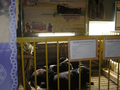 На всероссийской выставке оренбургские пуховые козы завоевали «золото» 